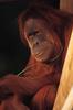 Orangutan