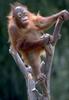 Orangutan