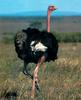 Ostrich