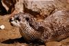 Otter