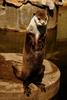 Otter