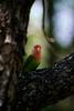 Parrot