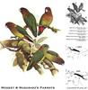 Animal Art : Parrots
