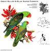 Animal Art : Parrots