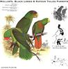 Animal Art : Parrots