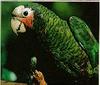 Parrot