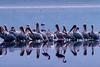 White Pelicans