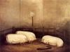 Animal Art : white pigs