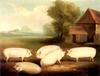 Animal Art : white pigs