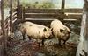 Animal Art : white pigs