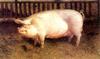 Animal Art : White pig