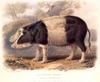 Animal Art : Pig