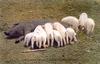 Animal Art : Pig and white pigelts