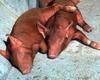 Piglets