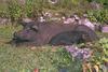 Black pigs