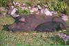 Black pigs
