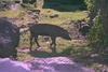 Black pig