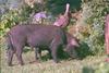 Black pigs and domestic turkey