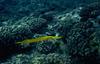 Chinese Trumpetfish (Aulostomus chinensis)