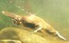 Duckbill Platypus (Ornithorhynchus anatinus)