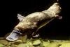 Duckbill Platypus (Ornithorhynchus anatinus)