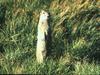 Prairie Dog