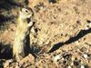 Prairie Dog