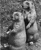 Prairie Dogs