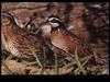 Bobwhite Quail pair