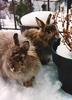 Rabbits