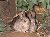 Rabbits
