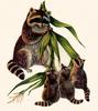 Animal Art : Raccoons