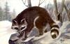 Animal Art : Raccoon