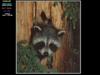 Animal Art : Raccoons
