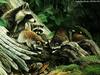 Animal Art : Raccoons and box turtle