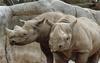 Rhinoceros