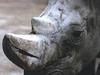 Rhinoceros