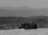 Rhinoceros