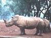 Rhinoceros