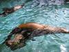 Sea lion