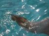 Sea lion
