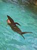 Sea lion