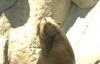 Sea lion
