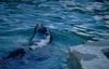 Sea lion
