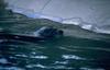Sea lion