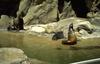 Sea lions