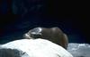 Sea lion