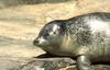 Sea lion