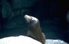 Sea lion