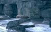 Sea lion